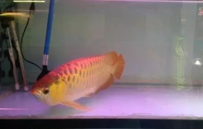 龍魚(yú)用藥過(guò)量怎么處理好