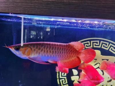 黑紅金龍魚(yú)為什么不能做，黑紅金龍魚(yú)為什么不能做呢：為什么黑紅金龍魚(yú)不能做？
