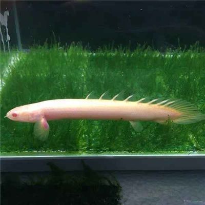 龍魚組合三個字的名字大全女孩（龍魚組合三個字的名字大全）