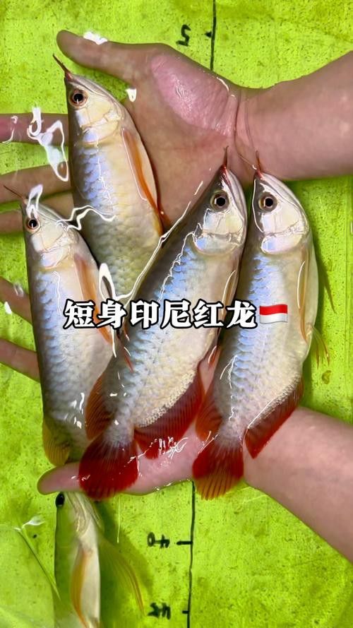 短身龍魚的主要品種有哪些？