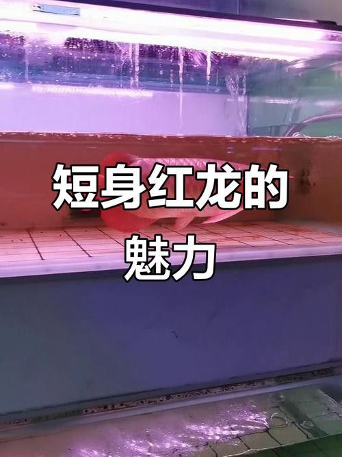 短身龍魚的主要品種有哪些？