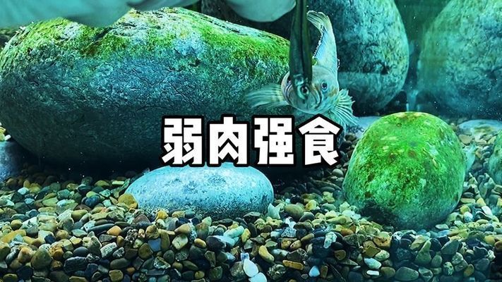 雷龍魚怎么訓食飼料視頻：雷龍魚怎么訓食飼料