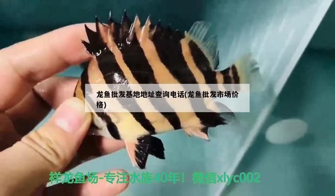 龍魚批發(fā)基地電話多少（龍魚批發(fā)基地的聯(lián)系方式）