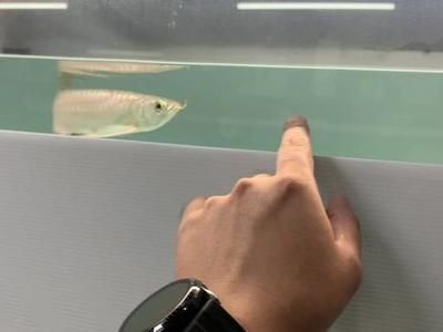 龍魚左眼有點掉眼：龍魚掉眼后的日常護理要點