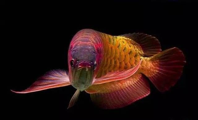 紅龍魚缸能放鹽嗎怎么放