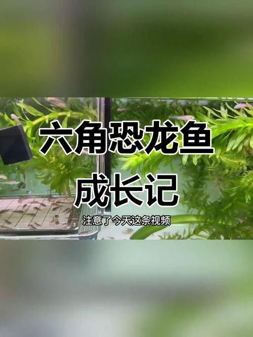 恐龍魚能長到多大圖片