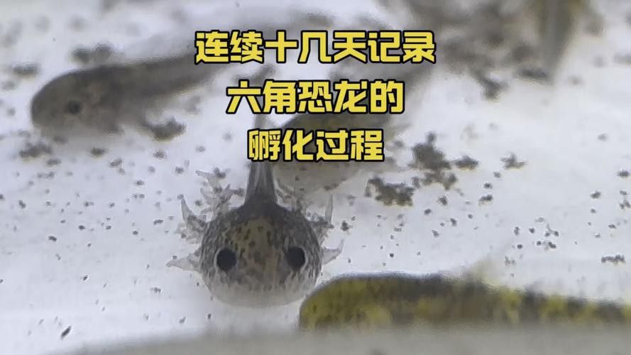 恐龍魚能長到多大圖片