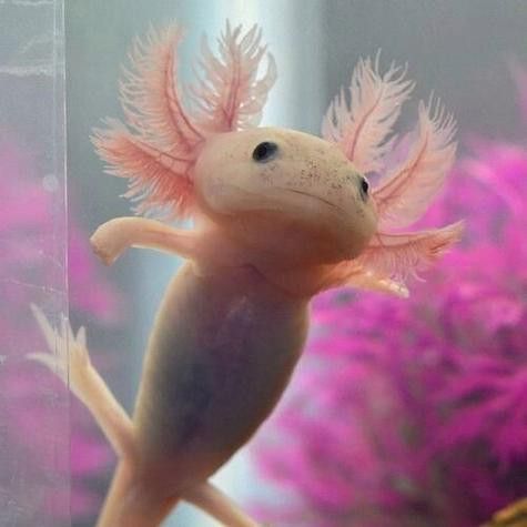 恐龍魚能長到多大圖片