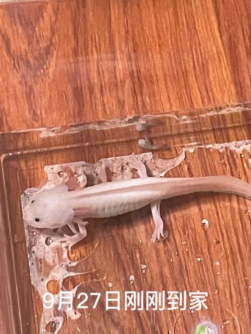 恐龍魚能長到多大圖片