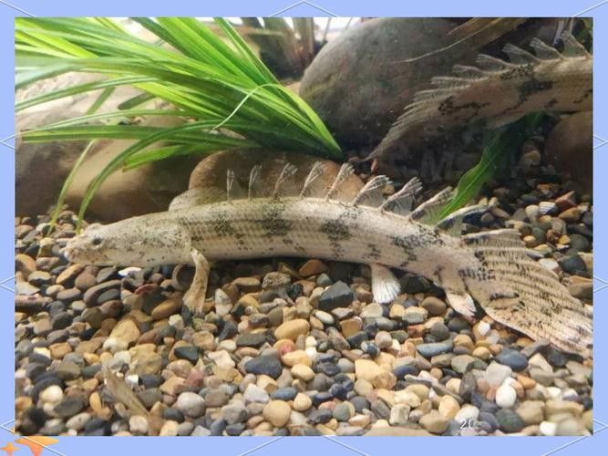 恐龍魚能長到多大圖片