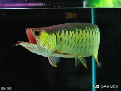 龍魚適合什么水質(zhì)：關于龍魚適合的水質(zhì)條件