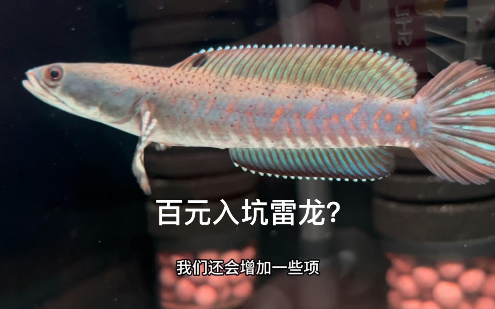 鬼王雷龍幼魚價格是多少？