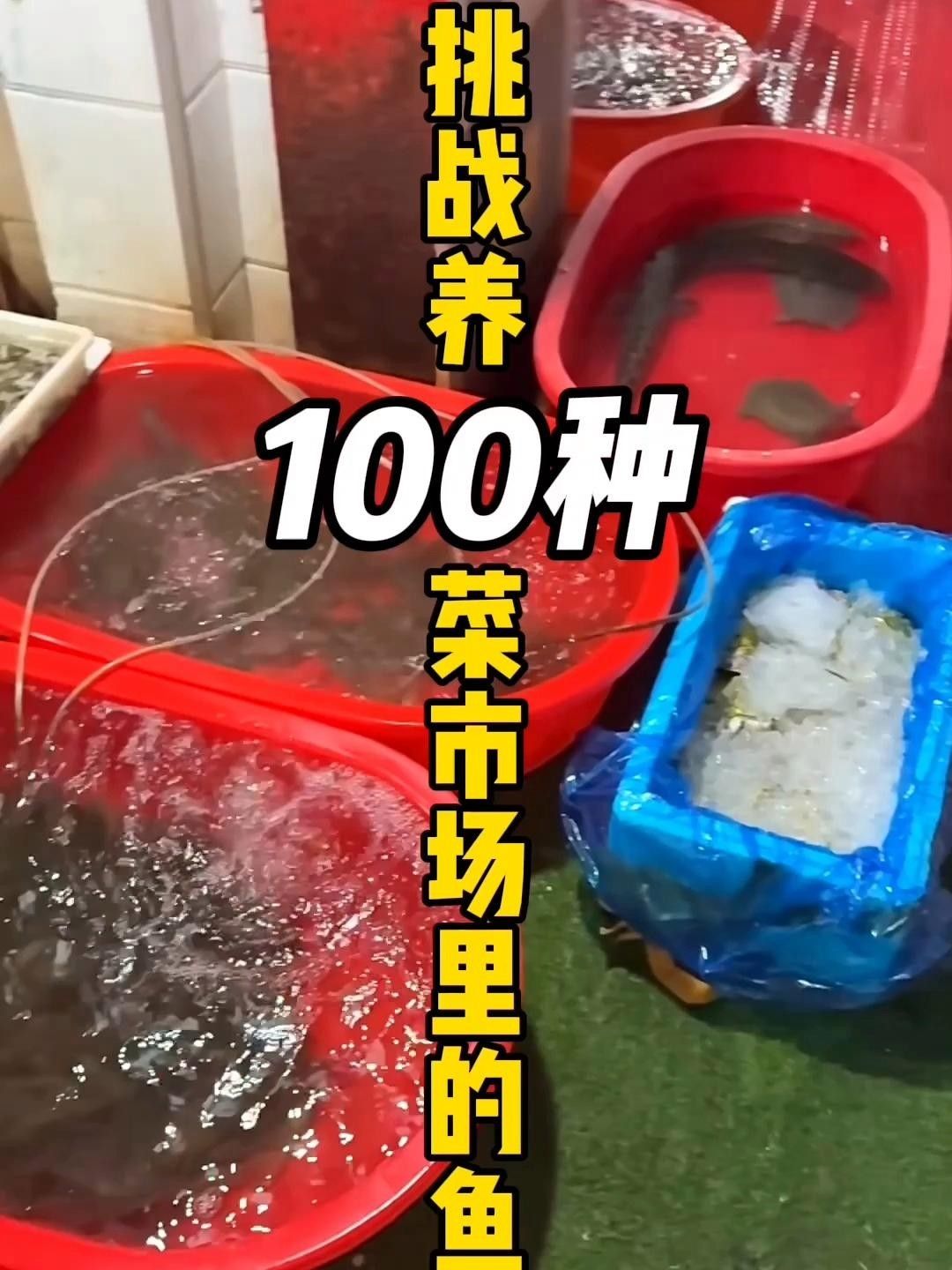 鬼王雷龍幼魚價格是多少？