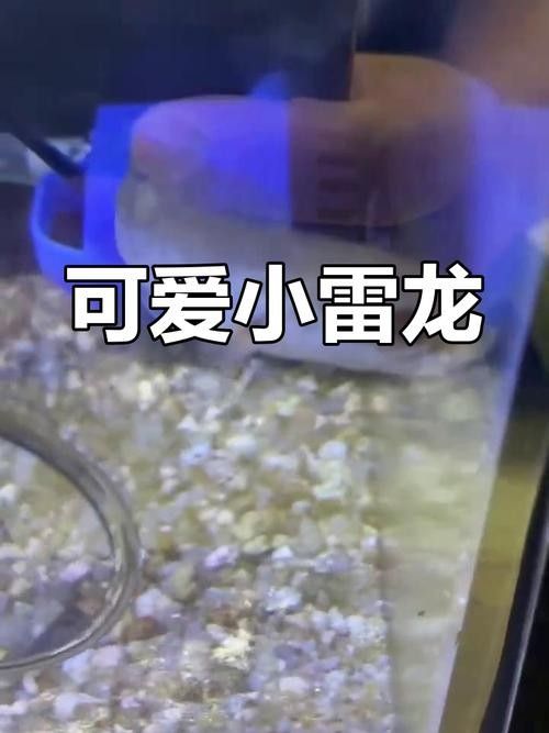 鬼王雷龍幼魚價格是多少？