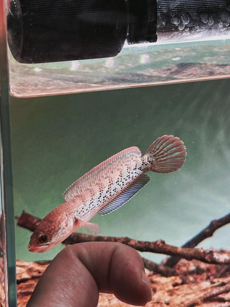 鬼王雷龍幼魚價格是多少？