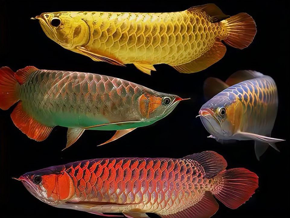 小金頭龍魚多久能長大？