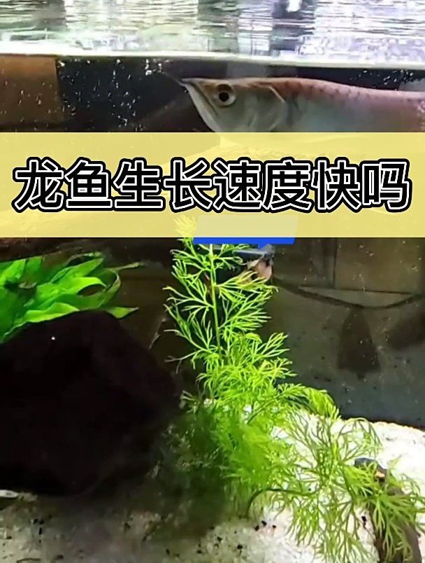 小金頭龍魚多久能長大？