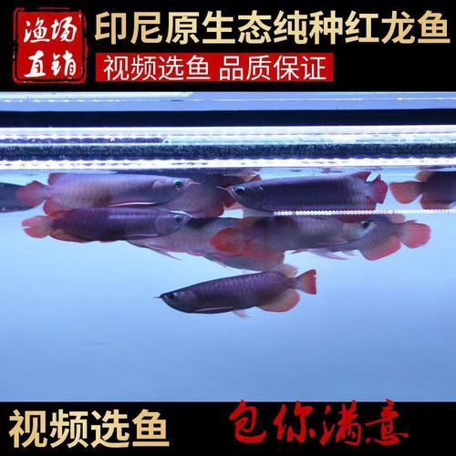 如何區分超血紅龍魚品種？