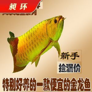 金龍魚活魚產地：金龍魚產地是哪里？