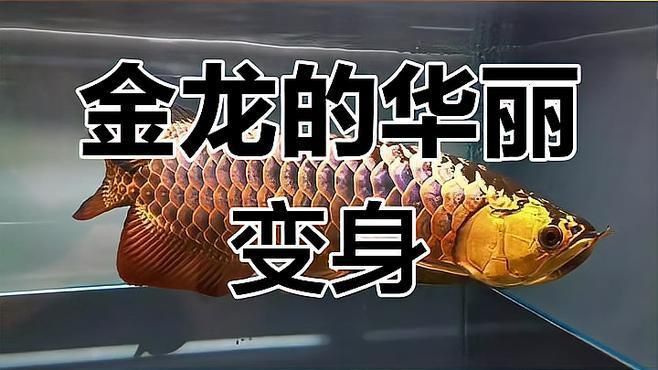 金龍魚最佳觀賞角度