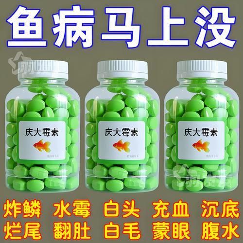 龍魚爛鰓圖片