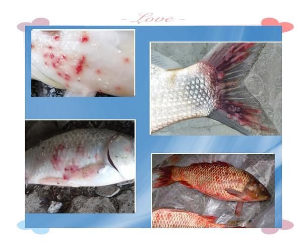 龍魚爛鰓圖片