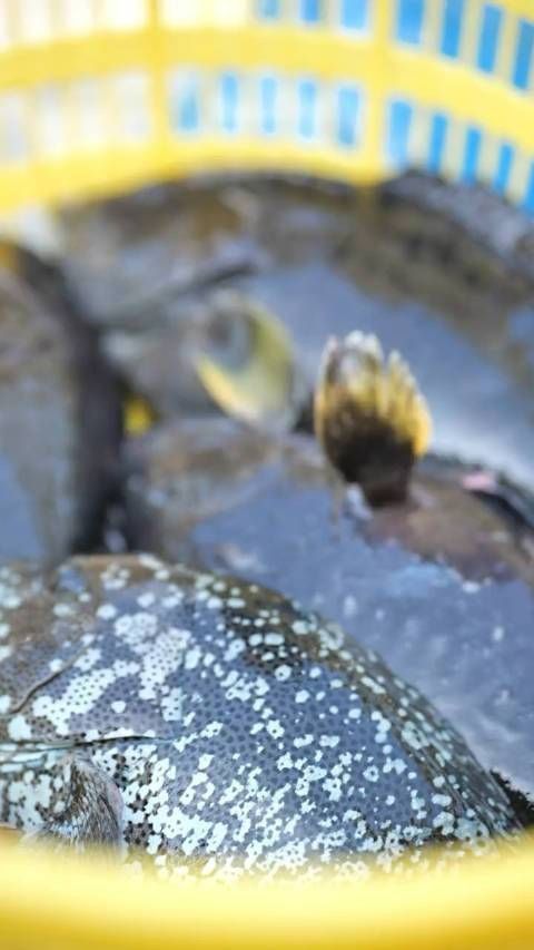 藍石斑魚長什么樣的