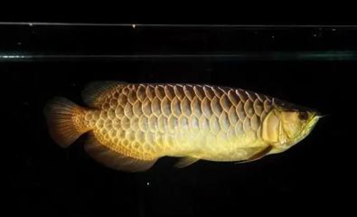 金龍魚晚上用開燈嗎：金龍魚晚上需要開燈嗎