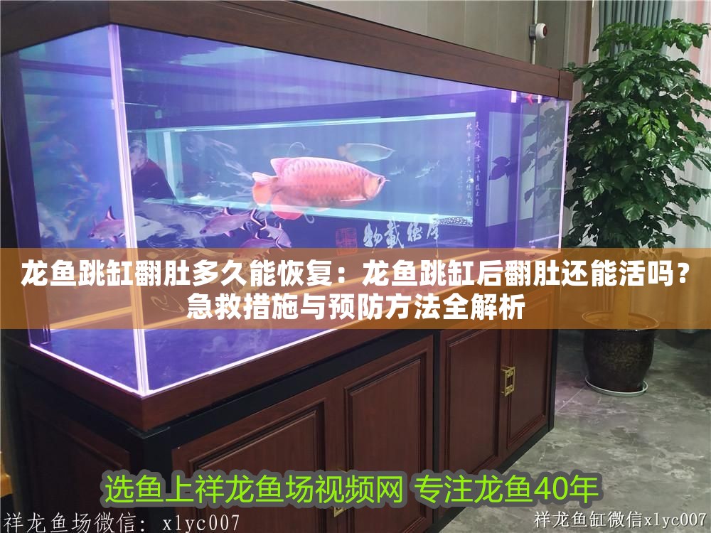 龍魚跳缸翻肚多久能恢復：龍魚跳缸后翻肚還能活嗎？急救措施與預防方法全解析