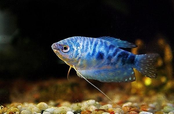 黃色的曼龍魚魚鰭變藍怎么回事【如何判斷黃色曼龍魚魚鰭變藍是否正常】