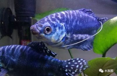 黃色的曼龍魚魚鰭變藍怎么回事【如何判斷黃色曼龍魚魚鰭變藍是否正常】