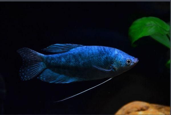 黃色的曼龍魚魚鰭變藍怎么回事【如何判斷黃色曼龍魚魚鰭變藍是否正常】