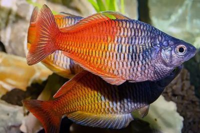 黃色的曼龍魚魚鰭變藍怎么回事【如何判斷黃色曼龍魚魚鰭變藍是否正常】