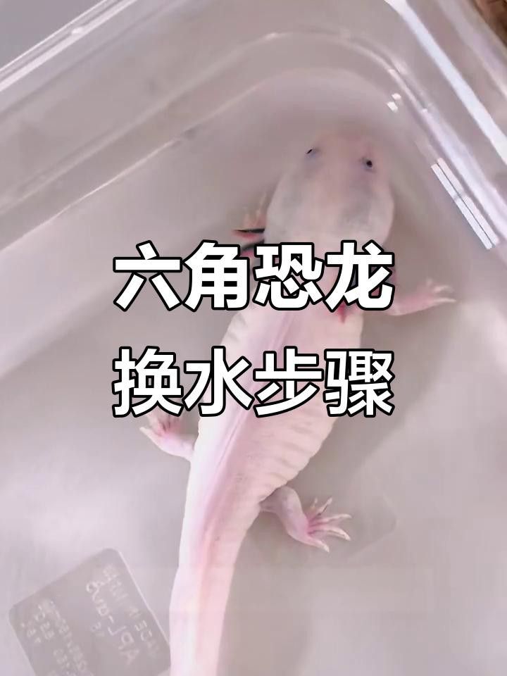 六角龍魚換水時需要加什么嗎？