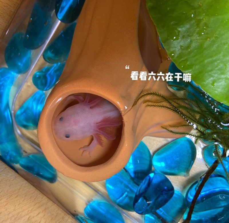 六角龍魚換水時需要加什么嗎？