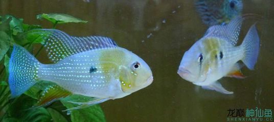 赤荔鳳冠魚的食用方法，關于赤荔鳳冠魚的食用方法