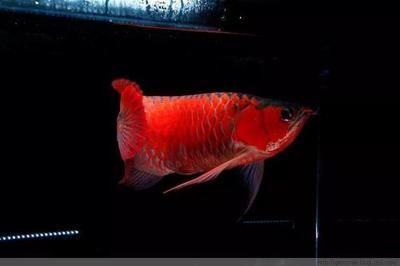 紅龍魚幼魚飼養環境要求：紅龍魚幼魚的飼養環境要求