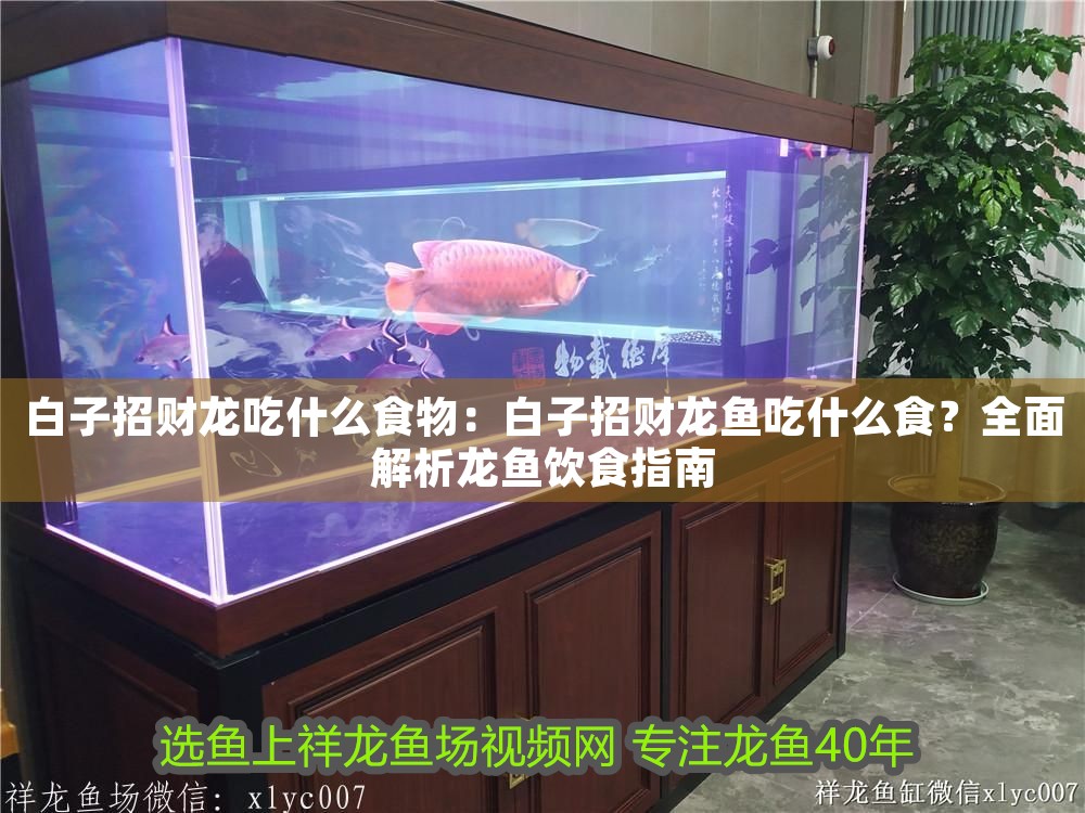 白子招財龍吃什么食物：白子招財龍魚吃什么食？全面解析龍魚飲食指南
