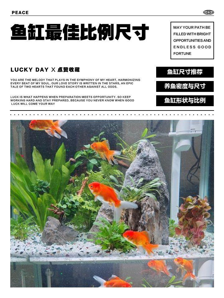 魚缸最佳尺寸一覽表