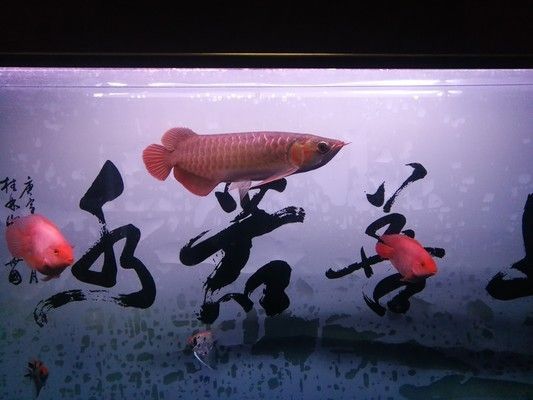 龍魚晚上關燈就跳缸怎么辦：龍魚晚上關燈跳缸怎么辦