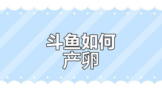 如何判斷白子招財(cái)龍是否發(fā)情？