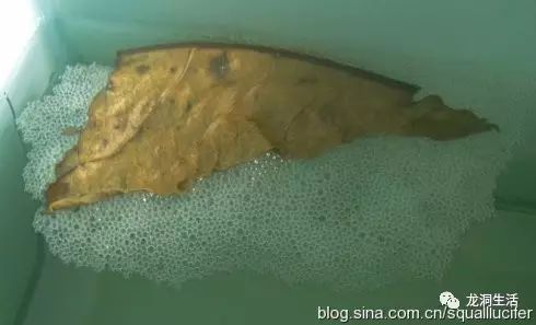 如何判斷白子招財(cái)龍是否發(fā)情？