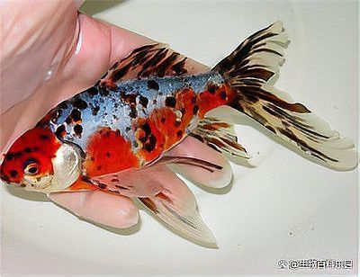如何提高紅龍魚(yú)繁殖的受精率？