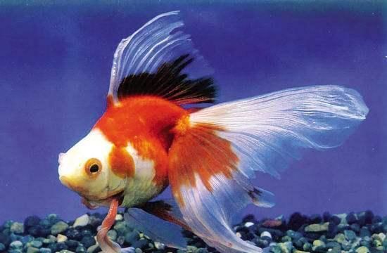 金龍魚為什么沒人吃：為什么金龍魚會落得無人問津的田地？