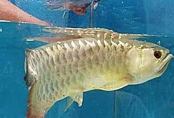 金龍魚為什么沒人吃：為什么金龍魚會落得無人問津的田地？