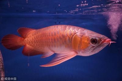 45厘米紅龍魚多少錢一條：45厘米的紅龍魚價格受多種因素影響，紅龍魚價格受多種因素影響