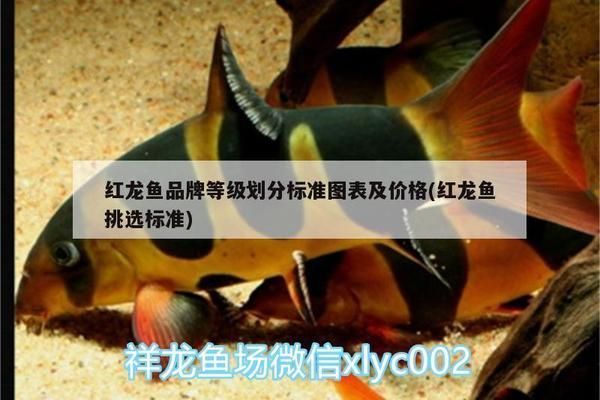 紅龍魚幼魚挑選技巧：如何辨別紅龍魚健康,紅龍魚幼魚飼養要點