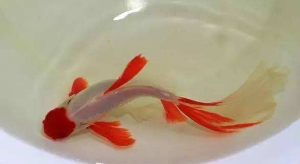 金龍魚最長壽命是多少