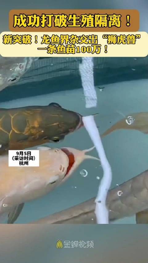 杭州龍魚搬遷最新消息新聞視頻