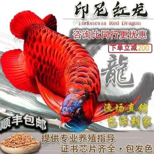 如何選擇適合超血紅龍魚的魚缸？ 如何選擇適合超血紅龍魚的魚缸？ 龍魚百科 第3張
